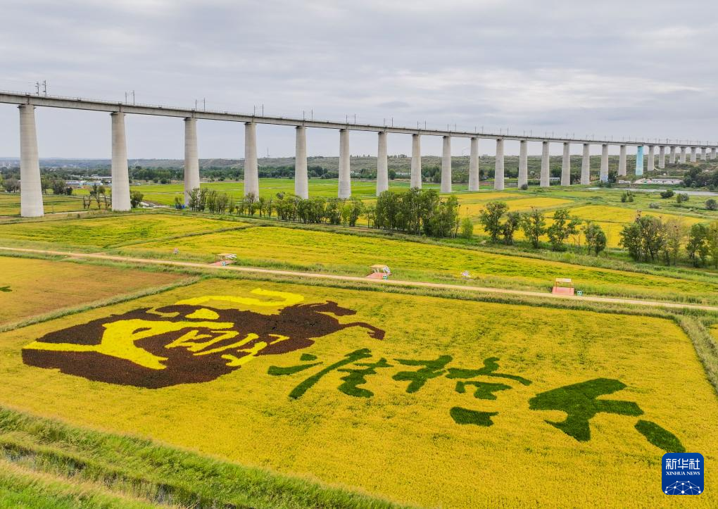 內(nèi)蒙古準(zhǔn)格爾旗：黃河稻田兩相宜